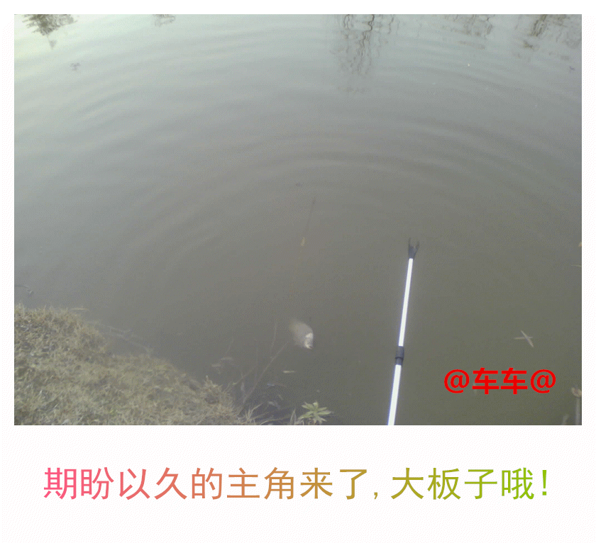 大板板.gif 大板板.gif