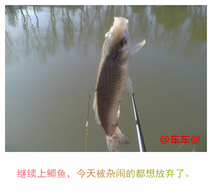 鲫鱼.gif 鲫鱼.gif