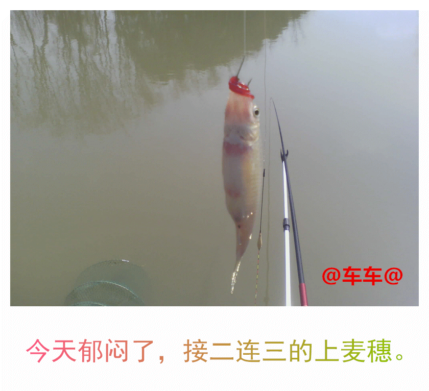 继续麦穗.gif 继续麦穗.gif