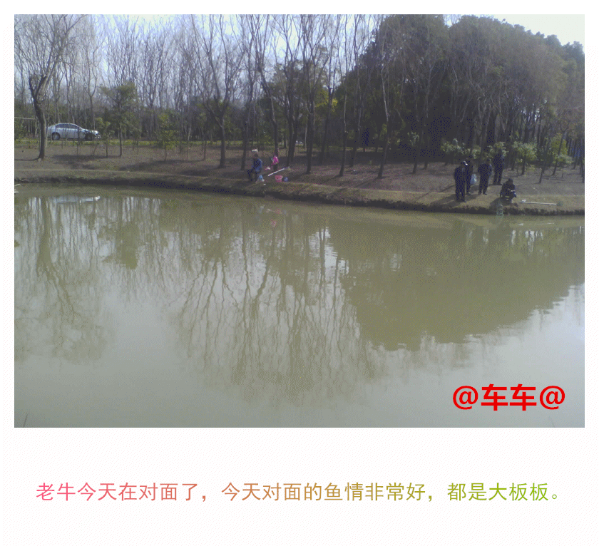 老牛.gif 老牛.gif