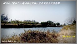 冬季湖光石窝深潭海杆浮钓鲢鱼