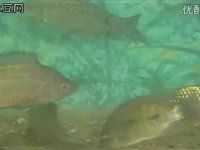 台钓浮漂的调整方法详解[视频]