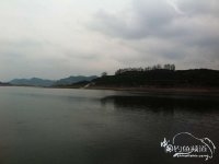菜花黄 桂鱼乐擒忙[钓鱼执着]
