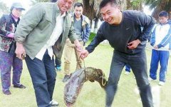 海边出游 “捡到”米级石斑鱼[新闻]