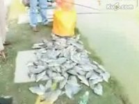 罗非鱼杀手饵料配方技巧 [视频]