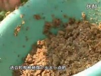 杆坑钓鲤鱼饵料搭配及钓鱼技巧[视频]
