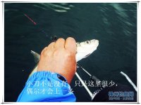 兄弟五人筏钓更出彩-钓获大翘嘴爆护