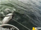 寰宇地理之捕鱼生死斗：蓝鳍金枪鱼 [视频]