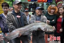 钓友在四川胡家沟水库钓获32斤大鲶鱼[资讯]