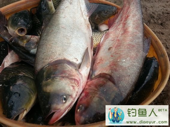 抛竿钓鲢鳙