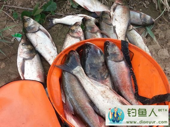 水库钓鲢鳙