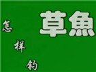怎样钓草鱼-钓草鱼一些技巧教程[视频]