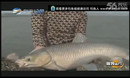 《渔我同行》之趣钓北部湾(一) 第229期 化老师钓获大青鱼