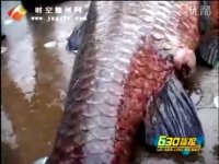 水库钓到重达98公斤大青鱼 [视频]