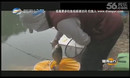 《渔我同行》之游钓星岛湖2 第236期 老化狂拉鲢鳙爆护