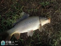 大鲤鱼连连得手技巧之谈 [渔夫载月]
