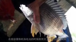 高栏油库狂风雷暴中筏钓黑鲷黄鳍鲷 [视频]