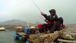 珠海狂风中筏钓黑鲷-每人各10几条大鱼 [视频]