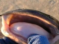 东兴北仑河海竿钓野生鲶鱼 [视频]