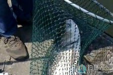 手竿擒获超大鲢鳙钓鱼溜鱼全过程 [视频]
