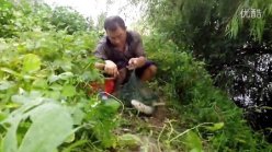 垂钓西湖边-擒获青鱼草鱼鳊鱼 [视频]