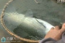 矶竿成功捕获青鱼-上鱼遛鱼全过程 [视频]