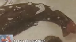 一天钓三条30斤的大鲶鱼 钓鱼高手吐露“绝招”[视频]