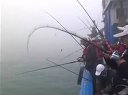 乐航海钓蓬莱-爽钓石斑鱼大爆箱 [视频]