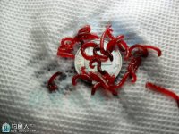 钓鱼高手分享红虫的养护方法
