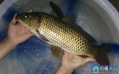 作钓三湾水库,钓得鲤鱼、鲶鱼、鲫鱼而归