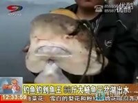 钓鱼钓鲶鱼王，66斤大鲶鱼三岔湖出水 [视频]