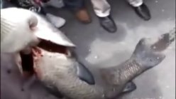 激斗两小时钓起34斤大青鱼 [视频]