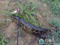 路亚钓法-浅谈路亚黑鱼的技巧