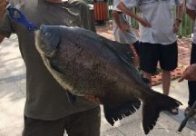 高手淡水路亚玩法，擒获大型淡水鲳鱼