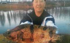 回顾江河野钓6斤多的大鳜鱼过程
