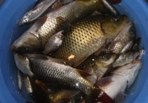野河钓鲫鱼钓饵钓法要“活”的技巧