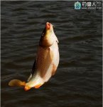 分享自制酸臭鱼饵钓鲤鱼、钓鲫鱼有奇效