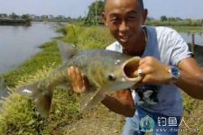 夏季野河台钓鲢鳙上鱼全过程 [视频]
