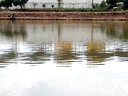坑塘抛竿钓鲢鳙，海竿打浮钓大头鱼 [视频]