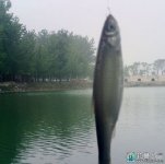 快速掌握高效钓白条鱼的要领详解