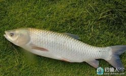 诱钓合一的自制钓草鱼饵料配方详解