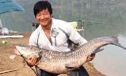 湖北宜昌清江河人品爆发,狂钓大青鱼(巨毒)