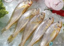 海钓黄花鱼的五个非常实用技巧分享