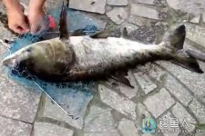 水库海竿水鬼浮钓鲢鳙全过程 [视频]