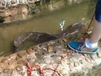深圳中心公园钓到大鲶鱼 [视频]