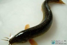钓泥鳅的钓法和钓饵详细介绍