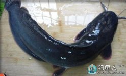 入伏天后海钓鲶鱼既过瘾又经济(附海钓技巧)