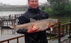 散养塘雨中垂钓 斩获3条大草、黄颖鱼、鳊鱼