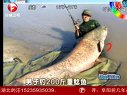 意大利钓鱼爱好者钓到200斤重鲶鱼 [视频]