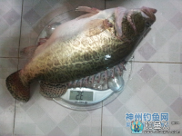 星期四千湖岛垂钓爽获超大桂鱼